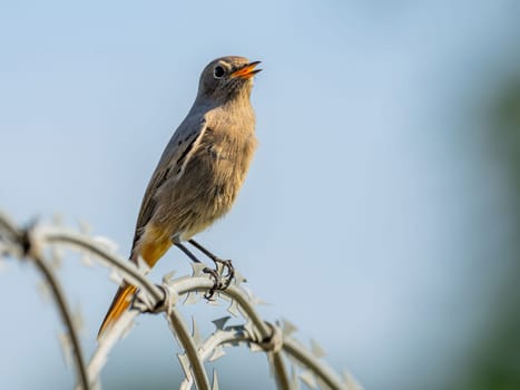 Black redstart sitting on a metal chain against a bright sky background.Wildlife photo!