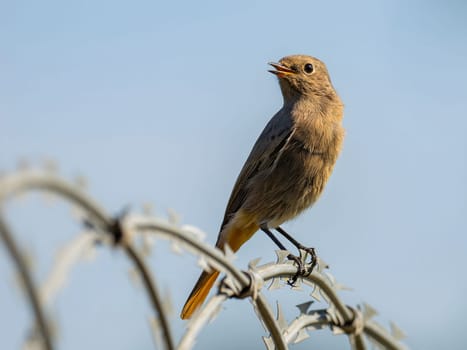 Black redstart sitting on a metal chain against a bright sky background.Wildlife photo!