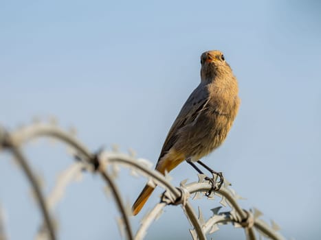 Black redstart sitting on a metal chain against a bright sky background.Wildlife photo!