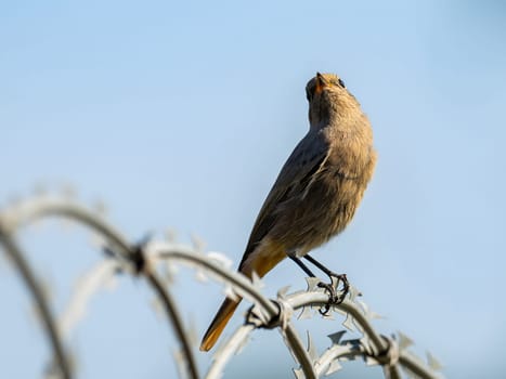 Black redstart sitting on a metal chain against a bright sky background.Wildlife photo!