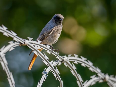 Black redstart sitting on a metal chain on a bright green background.Wildlife photo!