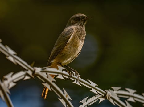 Black redstart sitting on a metal chain on a bright green background.Wildlife photo!