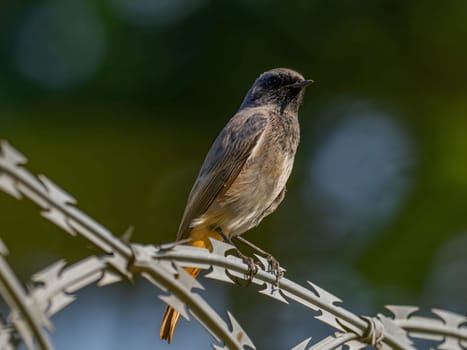 Black redstart sitting on a metal chain on a bright green background.Wildlife photo!