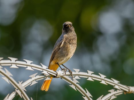 Black redstart sitting on a metal chain on a bright green background.Wildlife photo!