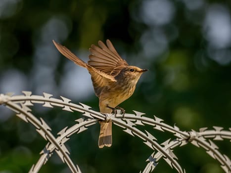 Spotted flycatcher stretching its wings for flight, with blurred greenery in the background.Wildlife photo!