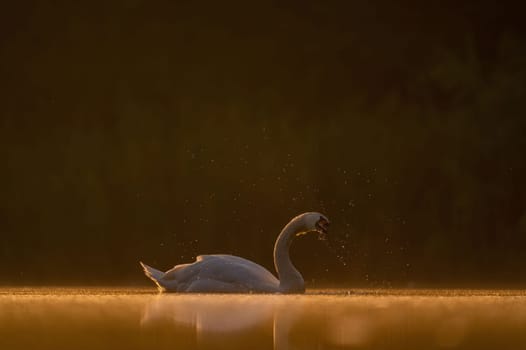 Mute swan swimming on the water at sunset, beautiful orange scenery.Wildlife photo!