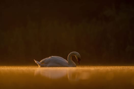Mute swan swimming on the water at sunset, beautiful orange scenery.Wildlife photo!