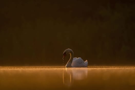 Mute swan swimming on the water at sunset, beautiful orange scenery.Wildlife photo!