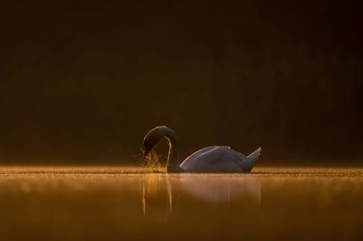 Mute swan swimming on the water at sunset, beautiful orange scenery.Wildlife photo!