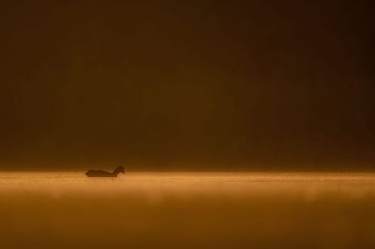 Eurasian coot floating on the water at sunset, beautiful orange scenery.Wildlife photo!