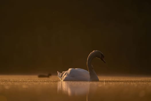 Mute swan swimming on the water at sunset, beautiful orange scenery.Wildlife photo!