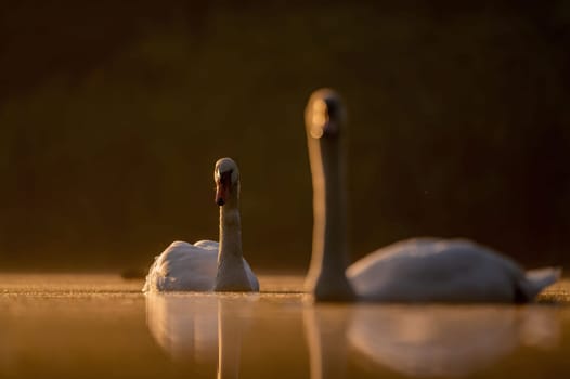 Two Mute Swans swimming on the water at sunset, beautiful orange scenery.Wildlife photo!