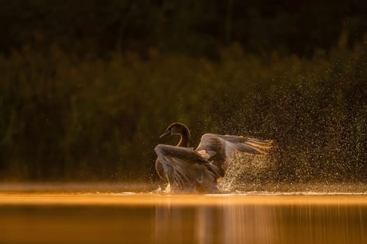 Mute swan preparing for flight at sunset, beautiful orange scenery.Wildlife photo!