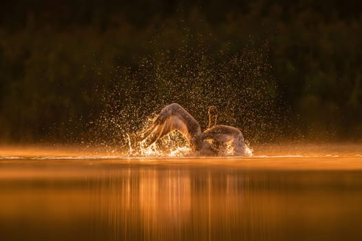 Mute swan preparing for flight at sunset, beautiful orange scenery.Wildlife photo!