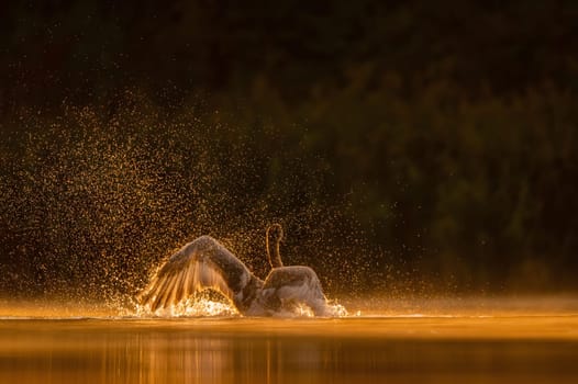 Mute swan preparing for flight at sunset, beautiful orange scenery.Wildlife photo!
