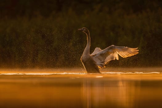 Mute swan preparing for flight at sunset, beautiful orange scenery.Wildlife photo!