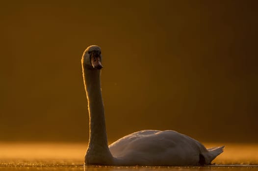 Mute swan swimming on the water at sunset, beautiful orange scenery.Wildlife photo!