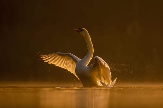 Mute swan preparing for flight at sunset, beautiful orange scenery.Wildlife photo!