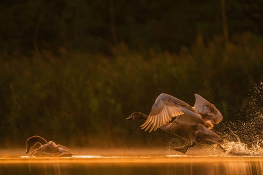 Mute swan preparing for flight at sunset, beautiful orange scenery.Wildlife photo!