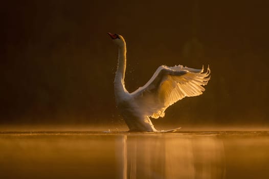 Mute swan preparing for flight at sunset, beautiful orange scenery.Wildlife photo!