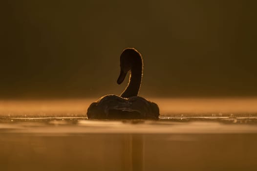 Mute swan swimming on the water at sunset, beautiful orange scenery.Wildlife photo!