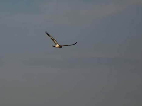 A majestic marsh harrier soars gracefully in flight, its wings outstretched against the vast expanse of the sky.