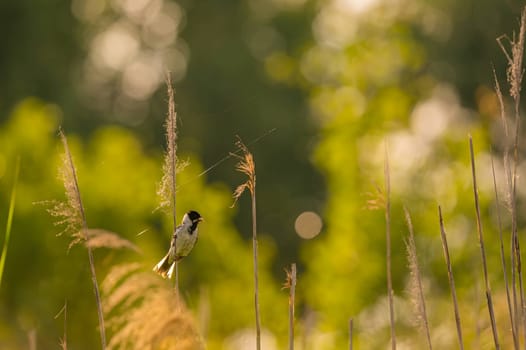 A wild A charming Common Reed Bunting perched on a slender stem amidst lush greenery, showcasing the beauty of nature.duck glides on sunset-kissed waters, surrounded by the mesmerizing hues of orange. Serene beauty in perfect harmony.