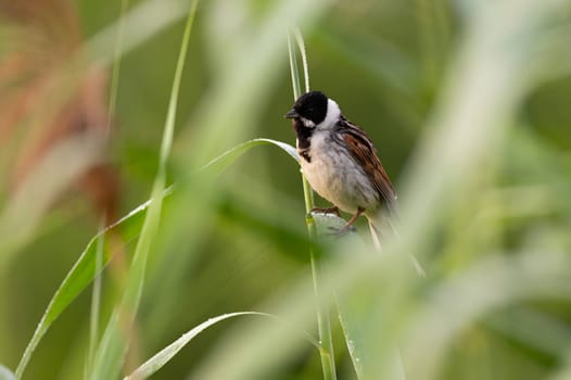 A wild A charming Common Reed Bunting perched on a slender stem amidst lush greenery, showcasing the beauty of nature.duck glides on sunset-kissed waters, surrounded by the mesmerizing hues of orange. Serene beauty in perfect harmony.