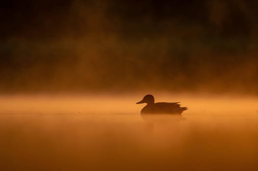 A wild duck glides on sunset-kissed waters, surrounded by the mesmerizing hues of orange. Serene beauty in perfect harmony.