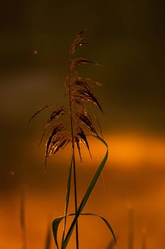 Golden grass sways gracefully against the backdrop of a breathtaking sunset, painting the sky in vibrant hues of orange and pink.