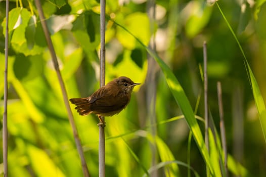 A beautiful Great Reed Warbler perched on a slender reed, surrounded by vibrant greenery, showcasing the wonders of nature.