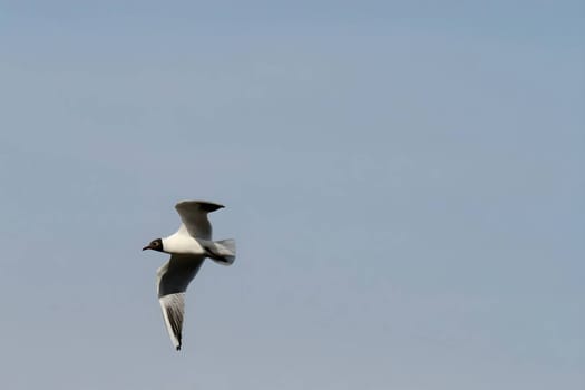 Graceful black-headed gull soaring through the vast sky, its wings spread wide in elegant flight.