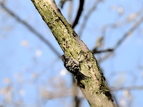 Lesser Spotted Woodpecker skillfully clinging to a tree trunk, set against a beautifully blurred sky background, showcasing nature's harmony.