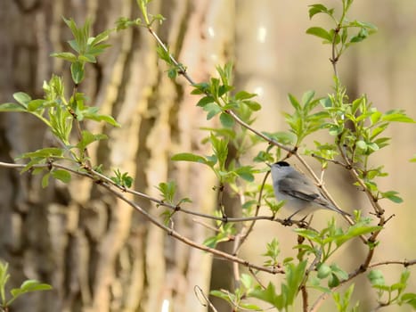 Great tit holding an ant in its beak, perched against the clear blue sky.