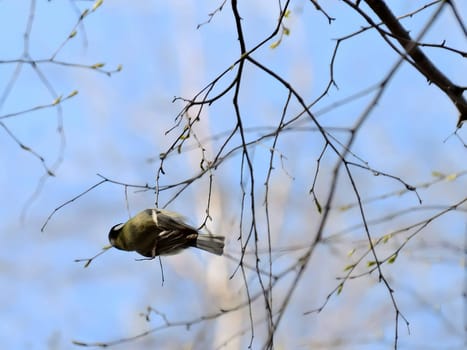 Great tit on a tree branch.