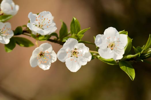 White blooming flowers against a blurred background.