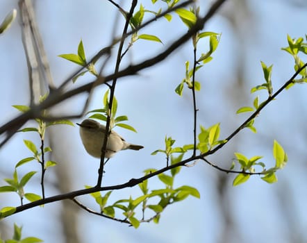 Tiny bird perched on a branch.