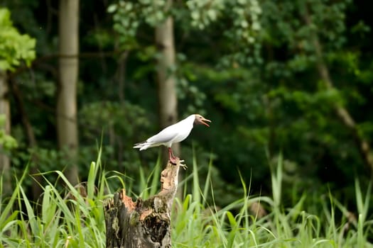 A pair of Black-headed gulls perched on a log protruding from the water, enjoying the serene surroundings. Nature's harmony captured.