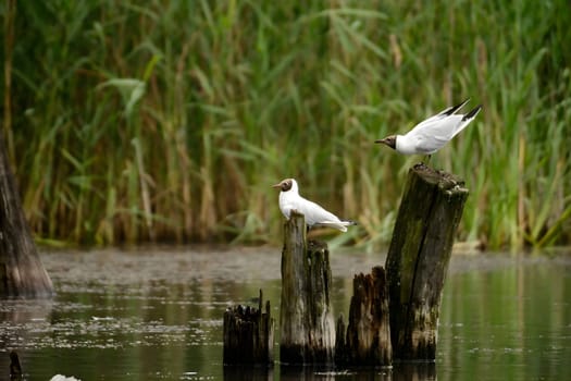 A pair of Black-headed gulls perched on a log protruding from the water, enjoying the serene surroundings. Nature's harmony captured.