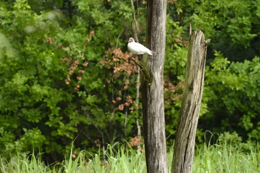 A Black-headed gull perched gracefully on a tree branch, surveying its surroundings with elegance and poise.
