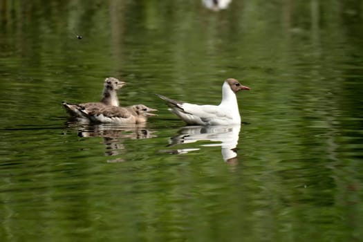 A Black-headed gull with its adorable chicks gliding gracefully on the water, a heartwarming family scene in nature.