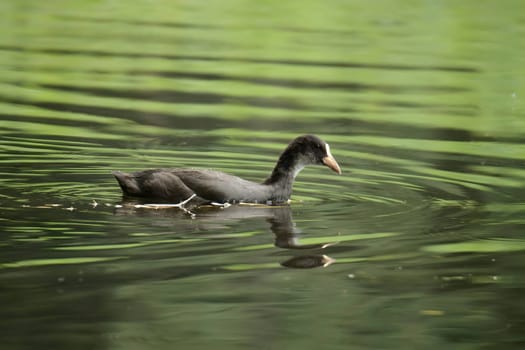 An Eurasian coot gracefully glides on the calm water, surrounded by lush greenery, creating a serene and picturesque scene in nature's embrace.