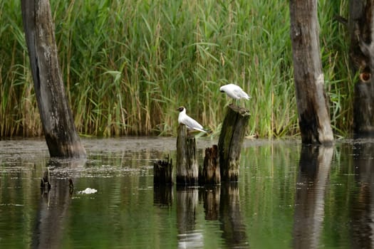 A pair of Black-headed gulls perched on a log protruding from the water, enjoying the serene surroundings. Nature's harmony captured.