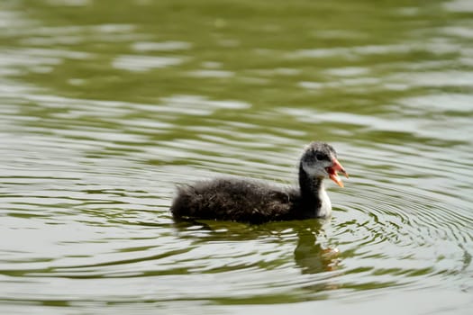 Close-up photo of a young Eurasian coot gracefully gliding on the water's surface, showcasing its charming features. (134 characters)