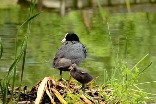 A heartwarming sight of an adult Eurasian coot proudly caring for its adorable youngster, a true display of parental love.