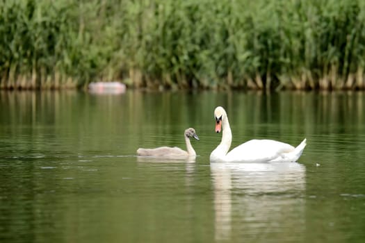 An adult mute swan glides gracefully on the water, its babies following closely behind. The serene green scenery enhances this heartwarming family moment in nature.