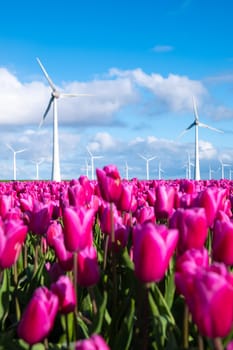 A vibrant field of pink tulips dances under the gaze of towering windmills in the Netherlands in Spring.