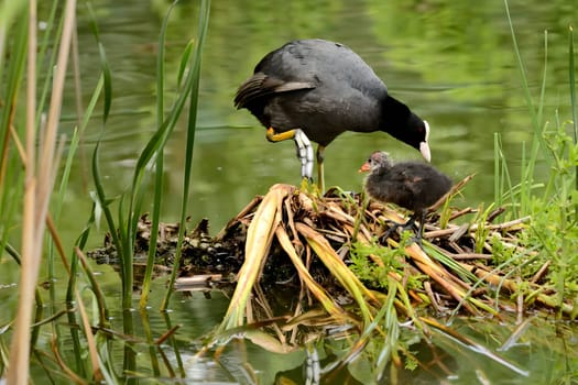 A heartwarming sight of an adult Eurasian coot proudly caring for its adorable youngster, a true display of parental love.