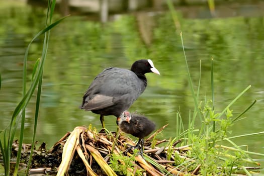 A heartwarming sight of an adult Eurasian coot proudly caring for its adorable youngster, a true display of parental love.