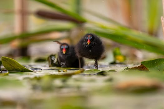 A baby Common Moorhen gracefully glides on the water, with beautifully captured reflections and blurred vegetation in the background.